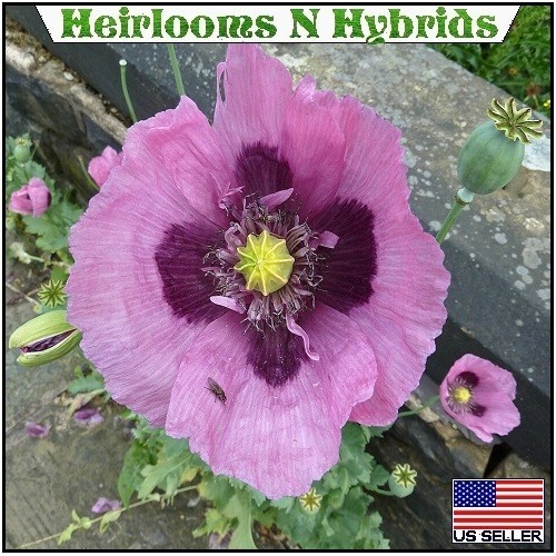 20,000 Hungarian Poppy Seeds Stratified Papaever Somniferum Import For Planting