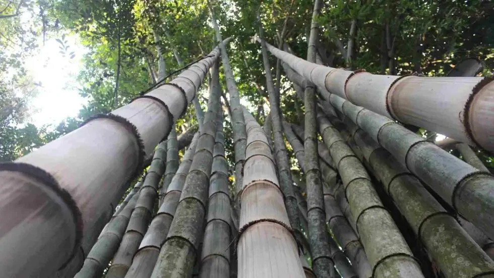50 Huge Dragon Bamboo Seeds Privacy Plant Garden Clumping Shade Screen US SELLER