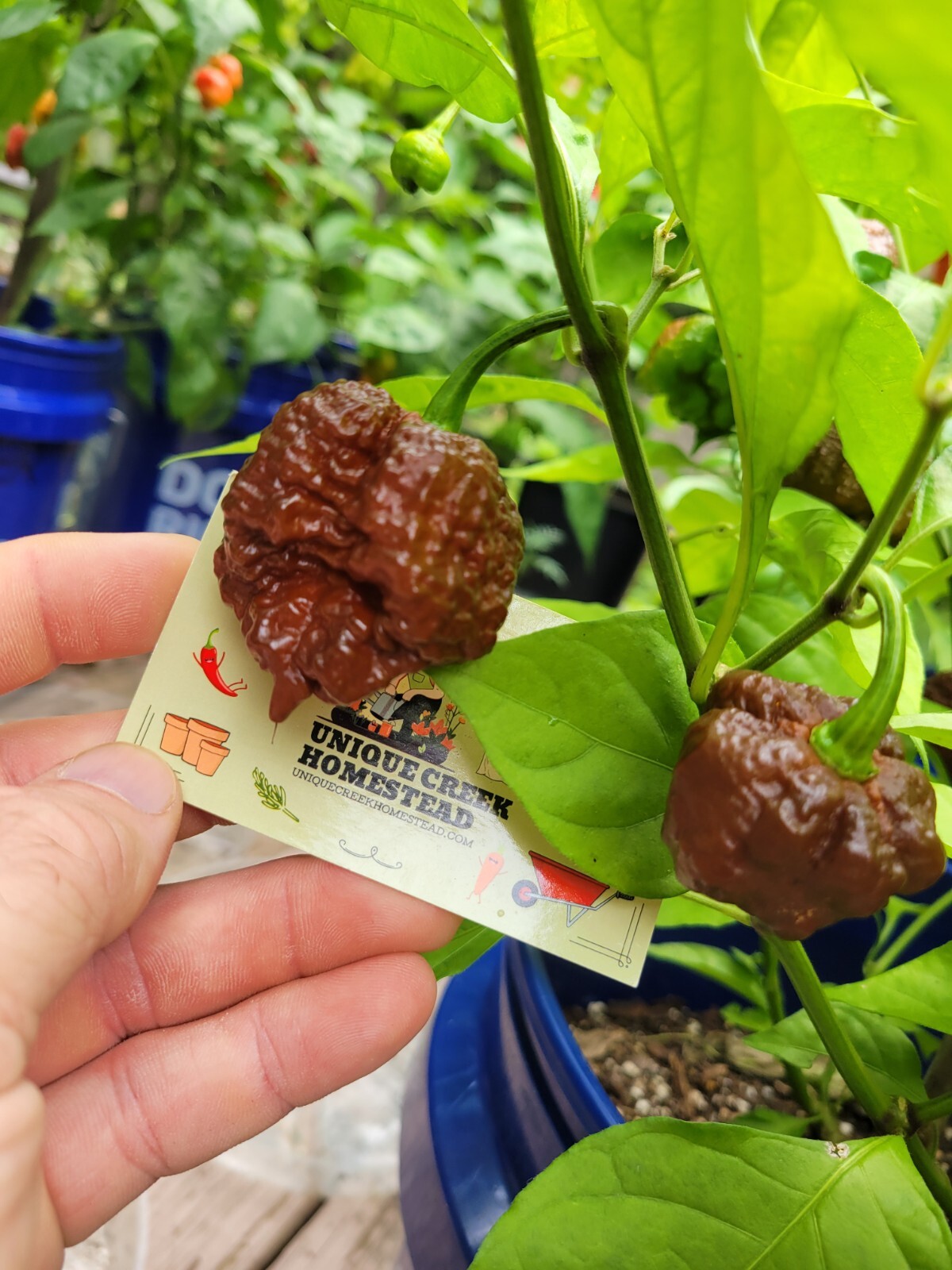 Carolina REAPER Chocolate Fire Pepper Seeds Super Hot 2.2+ Million Scoville SHU