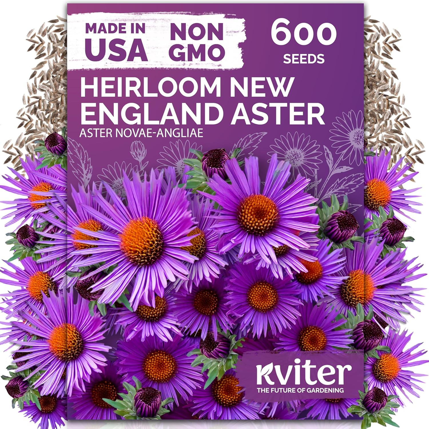 600 New England Aster Seeds for Planting (Aster Novae-Angliae) – Purple Asters P