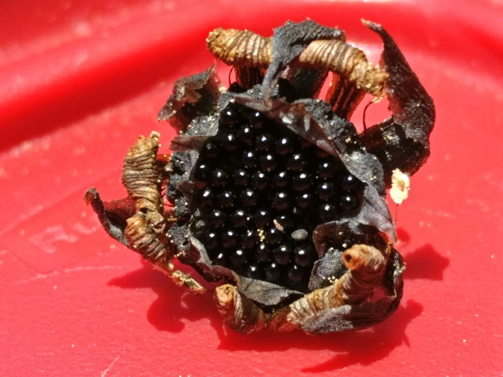 20 freshly harvested (2023 July) Venus Flytrap seeds