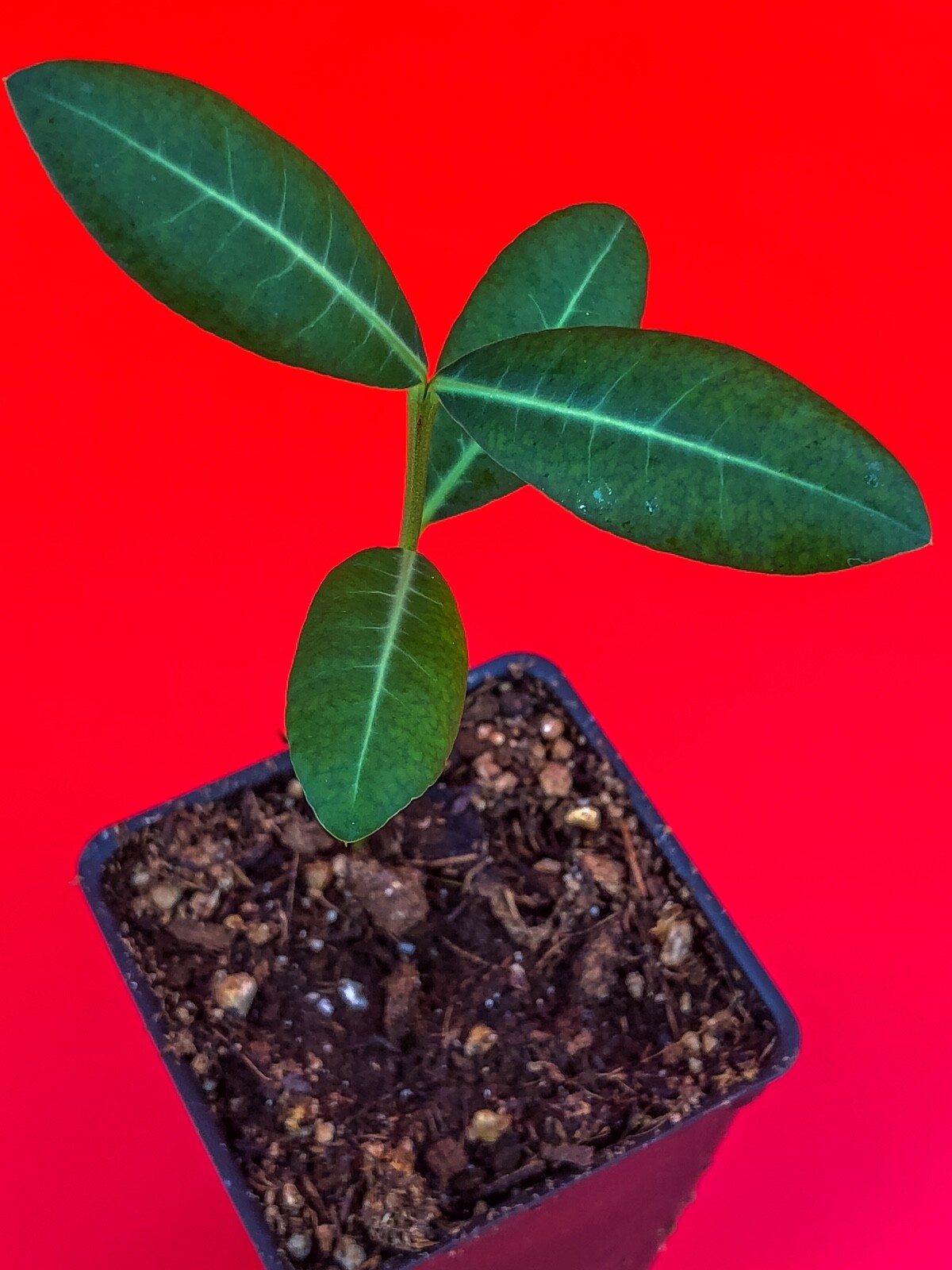 Imbe Garcinia Livingstonei Orange African Mangosteen Tropical Fruit Tree Plant