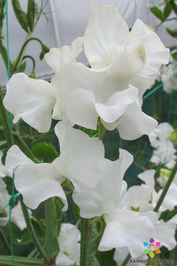 50+ Wild Swan Sweet Pea Seeds for Garden Planting – USA – FREE SHIPPING!