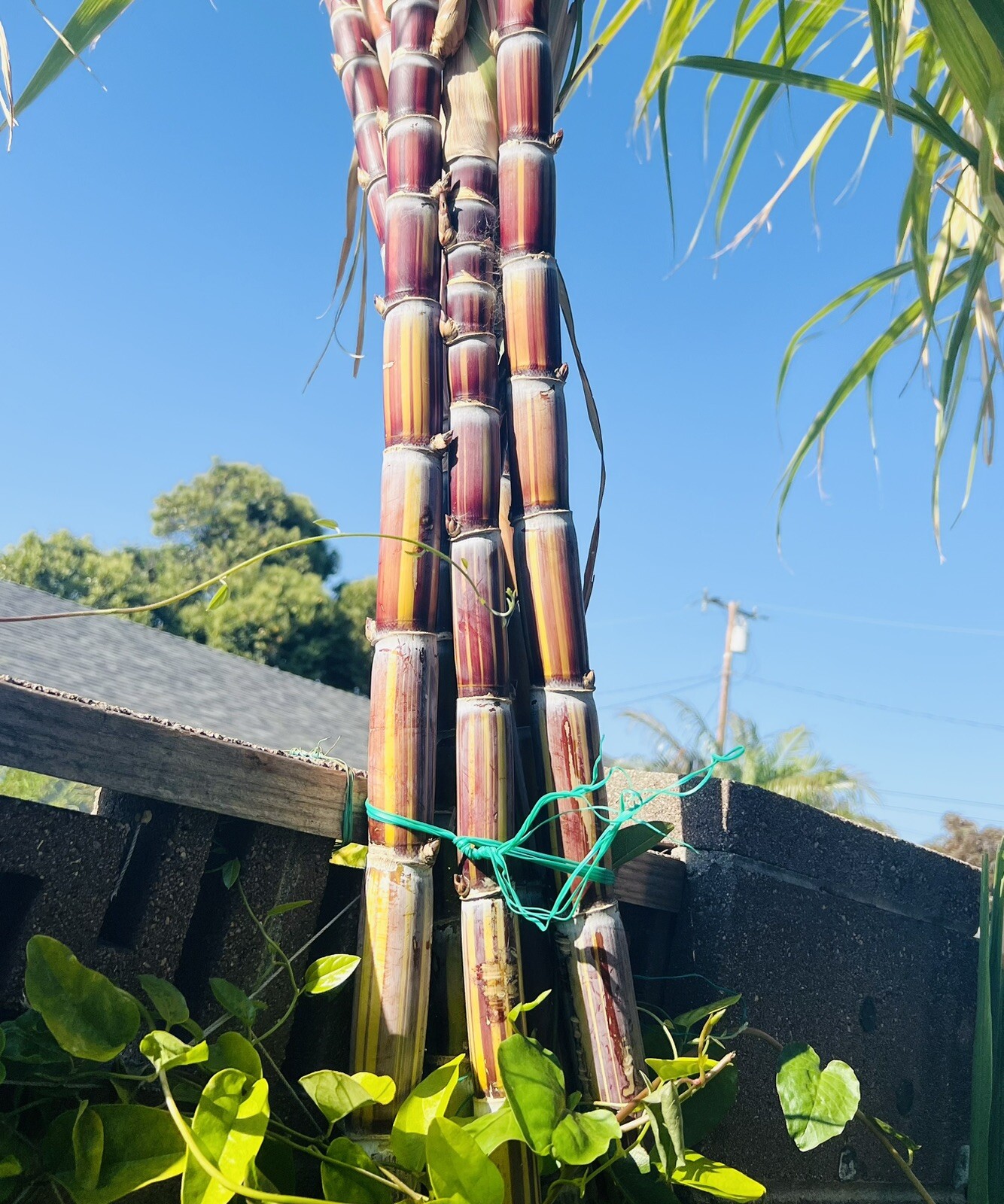 Rare Jamaican Variegated Sugarcane Striped Sugar Cane 1 Cutting With 2 Node