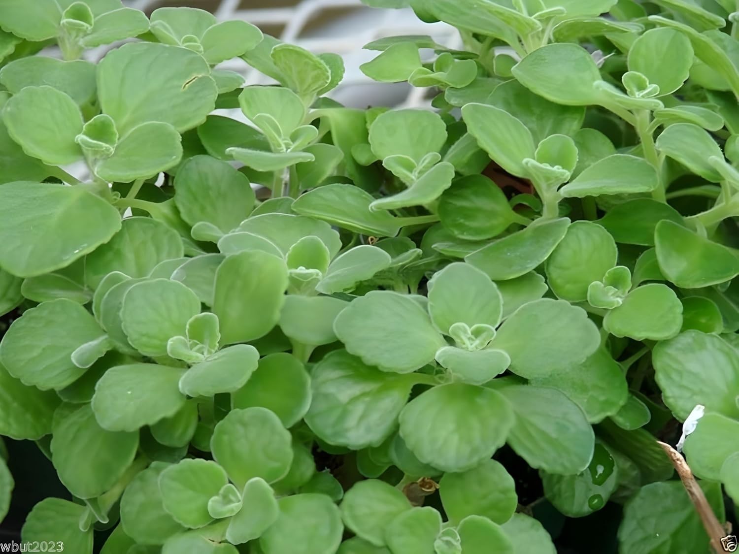 Broadleaf Thyme Seeds – 500 Pcs Cuban Oregano Aromatic Culinary Herbs NEW
