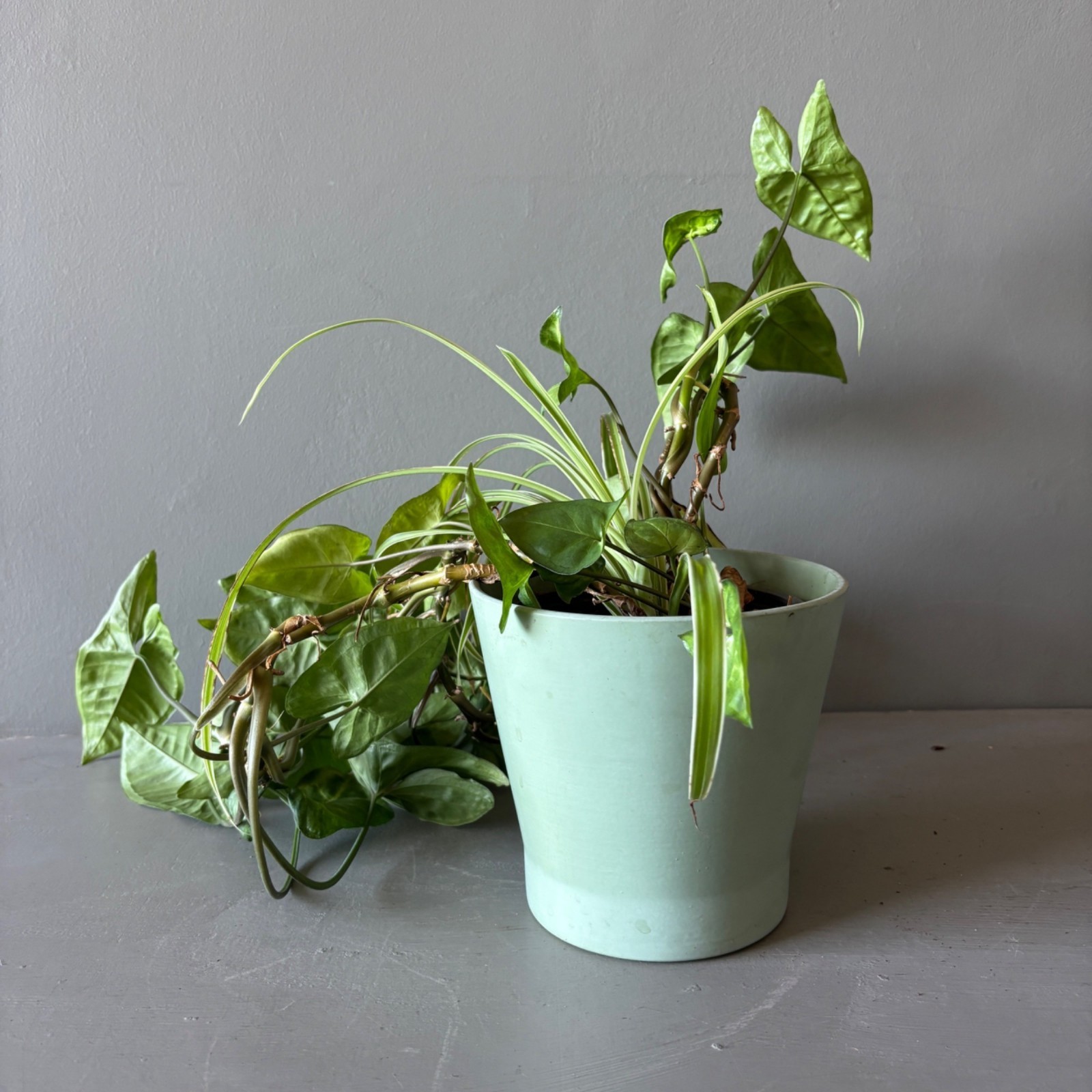Live Arrowhead Plant & Spider Plant Combo in 6.5″ Ceramic Pot Indoor Houseplant