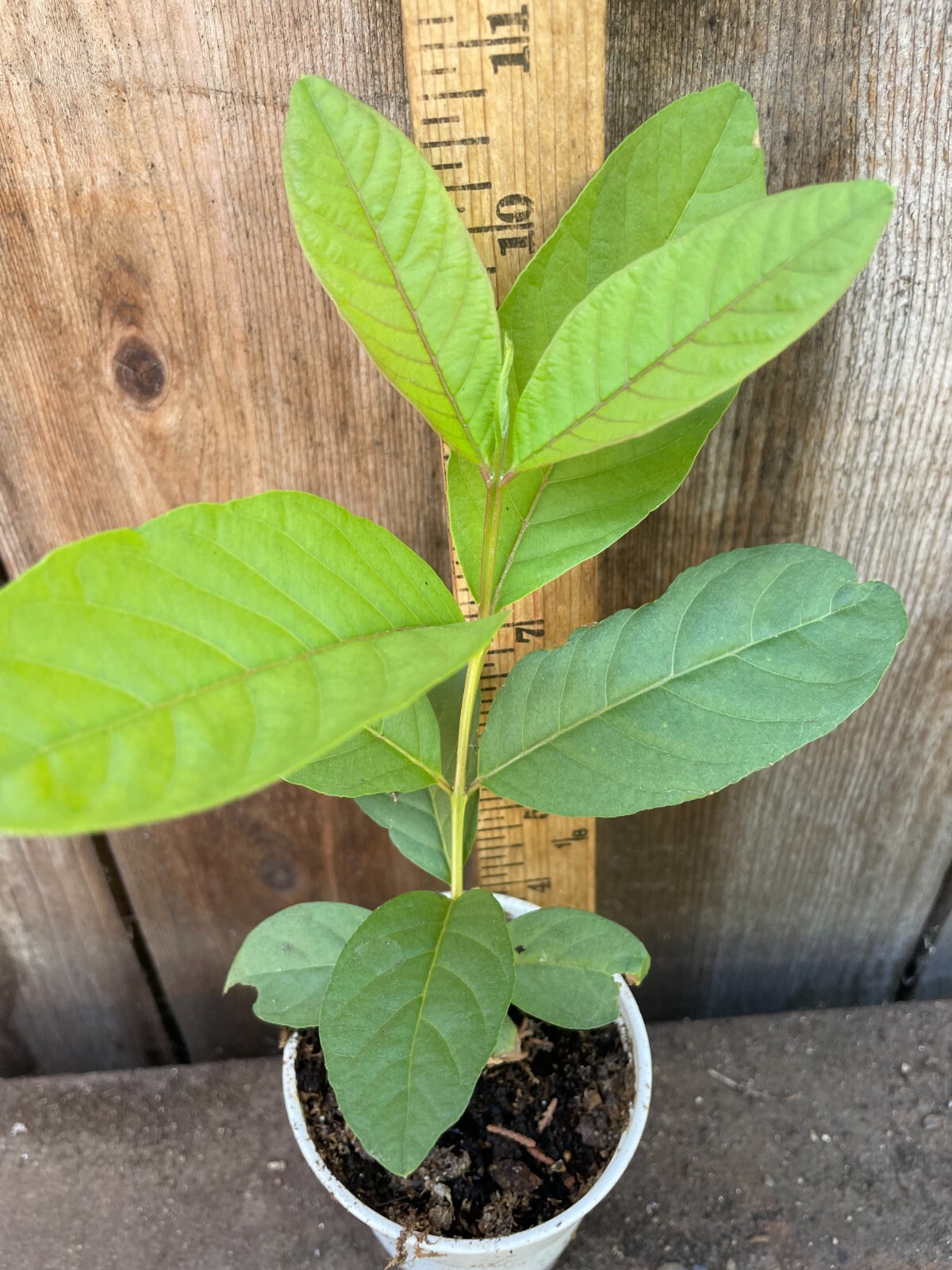 1 Asian Cream White Tropical Guava Fruit Tree Psidium Guajava Tree App 14″