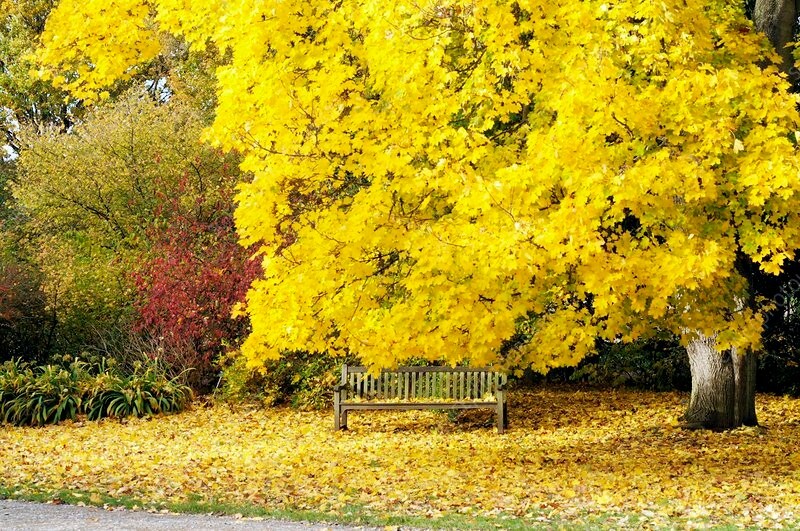 20 Norway Maple Tree seeds great fall foilage