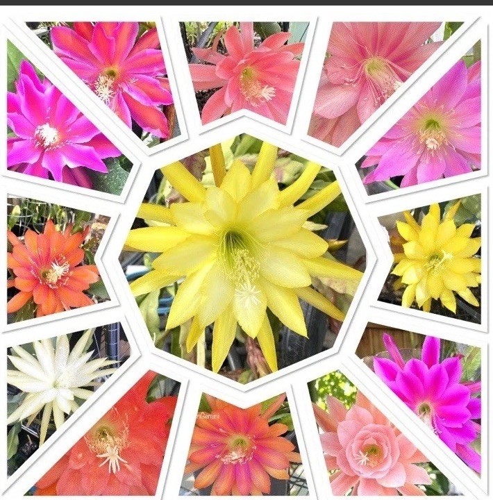 10 Assorted Mystery Unknown Colors Epiphyllum Cuttings Orchid Cactus Succulents