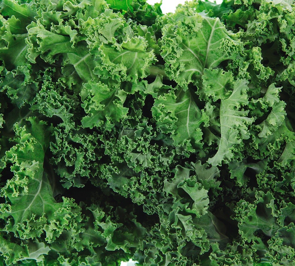 Dwarf Siberian Kale Seeds | Non-GMO | Heirloom | Fresh Garden Seeds