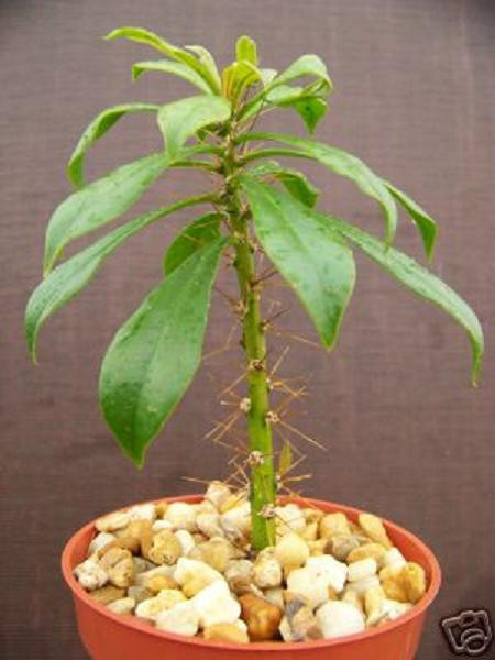 Pereskia Quisquellana rare succulent plant cacti exotic cactus collection 4″pot