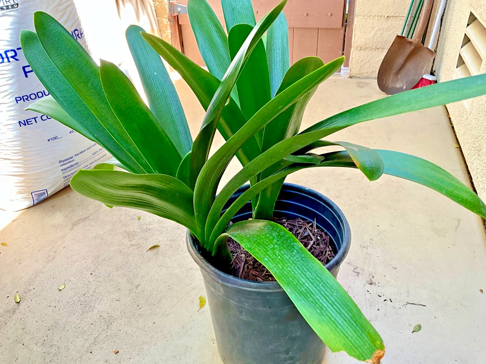 2 Large Mature, Yellow Clivia Miniata Bush Lily Plants, 13 Leaves Each Plant