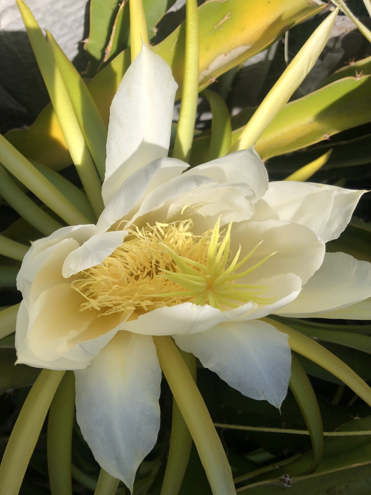 1 Rooted And Sprouted White Dragon Fruit 15” With Pot Live Plant