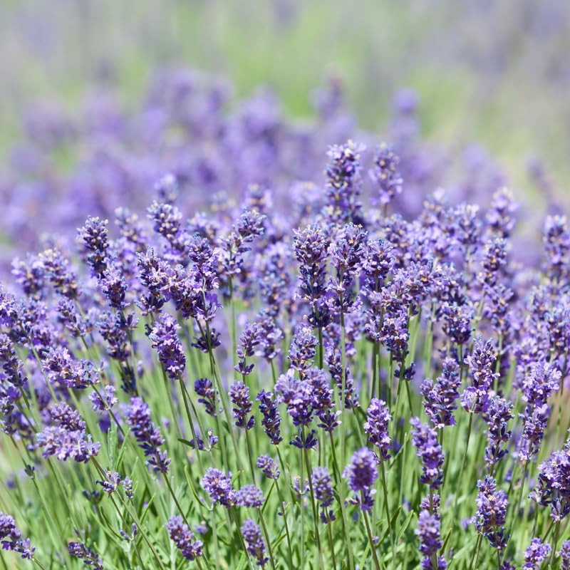 3 Plugs Lavender Plants Live Starter Plants 1-3″ in Tall, Hardy Perennial Lavend