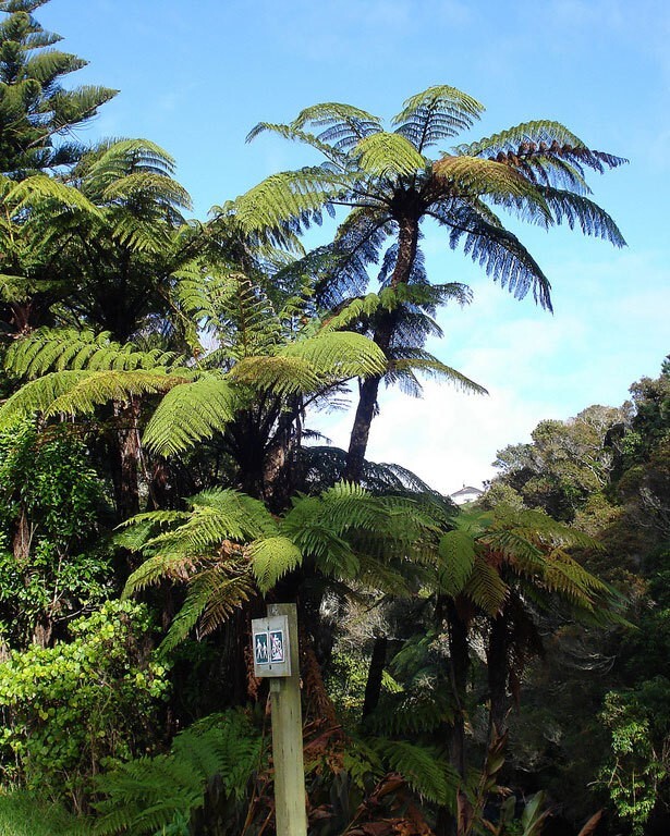 Cyathea medullaris | Black Tree Fern | 1000_Spores