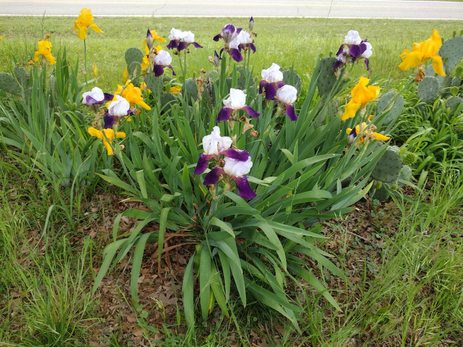 5x MIXED VARIETIES/COLORS BEARDED IRIS Bulbs/Rhizomes FRESH