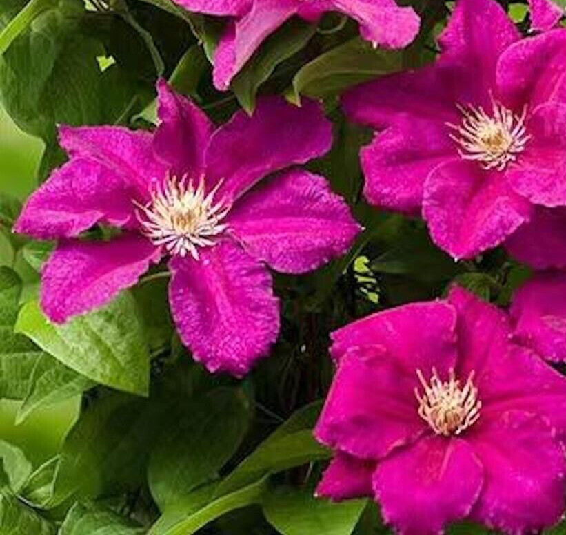 20 SEEDS for Magenta pink CLEMATIS rare flower exotic vine bush plant USA Seller