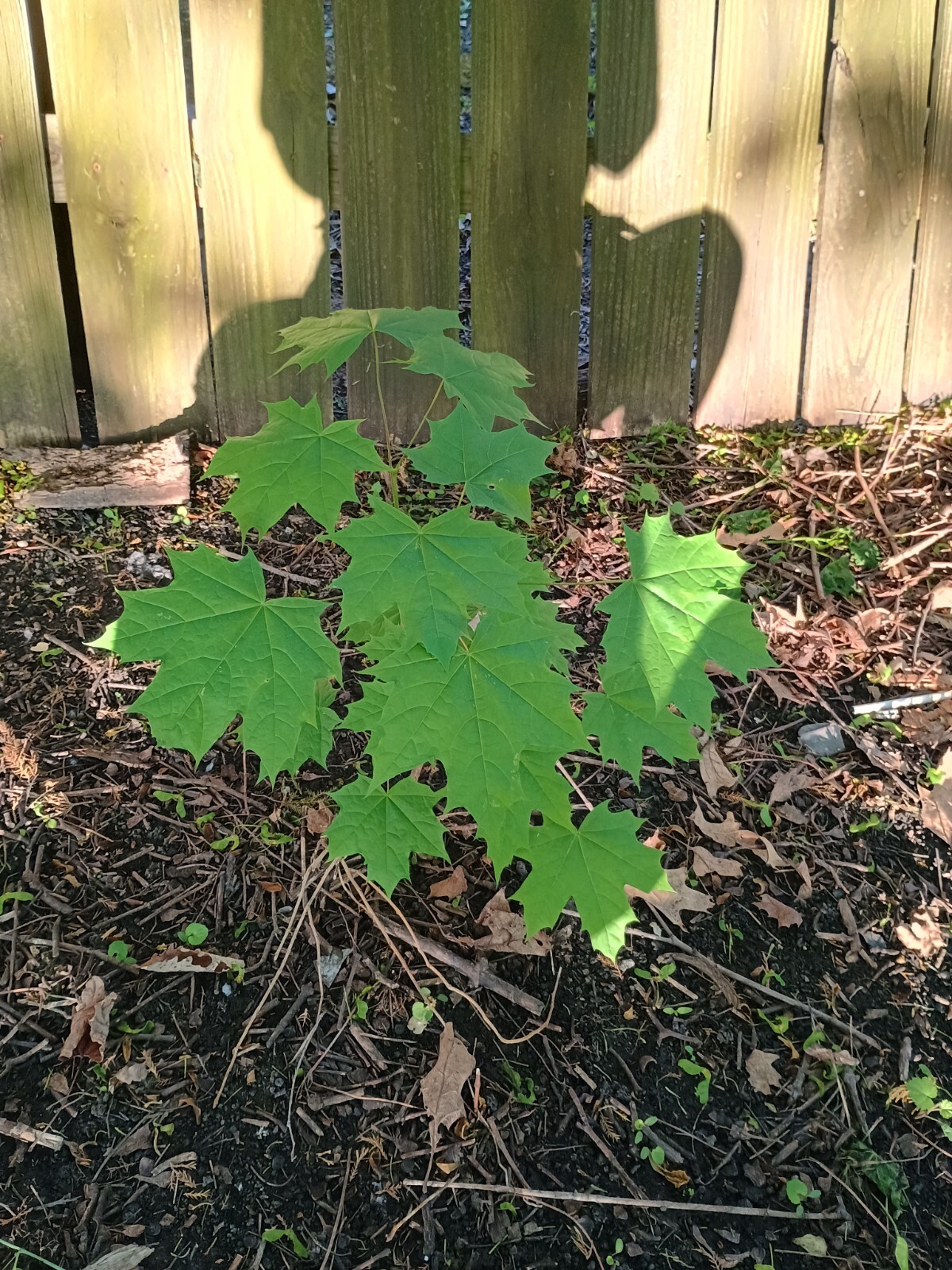 1 Sugar Maple Tree Acer saccharum 24 inch Starter Tree Bare Root Sweet Maple