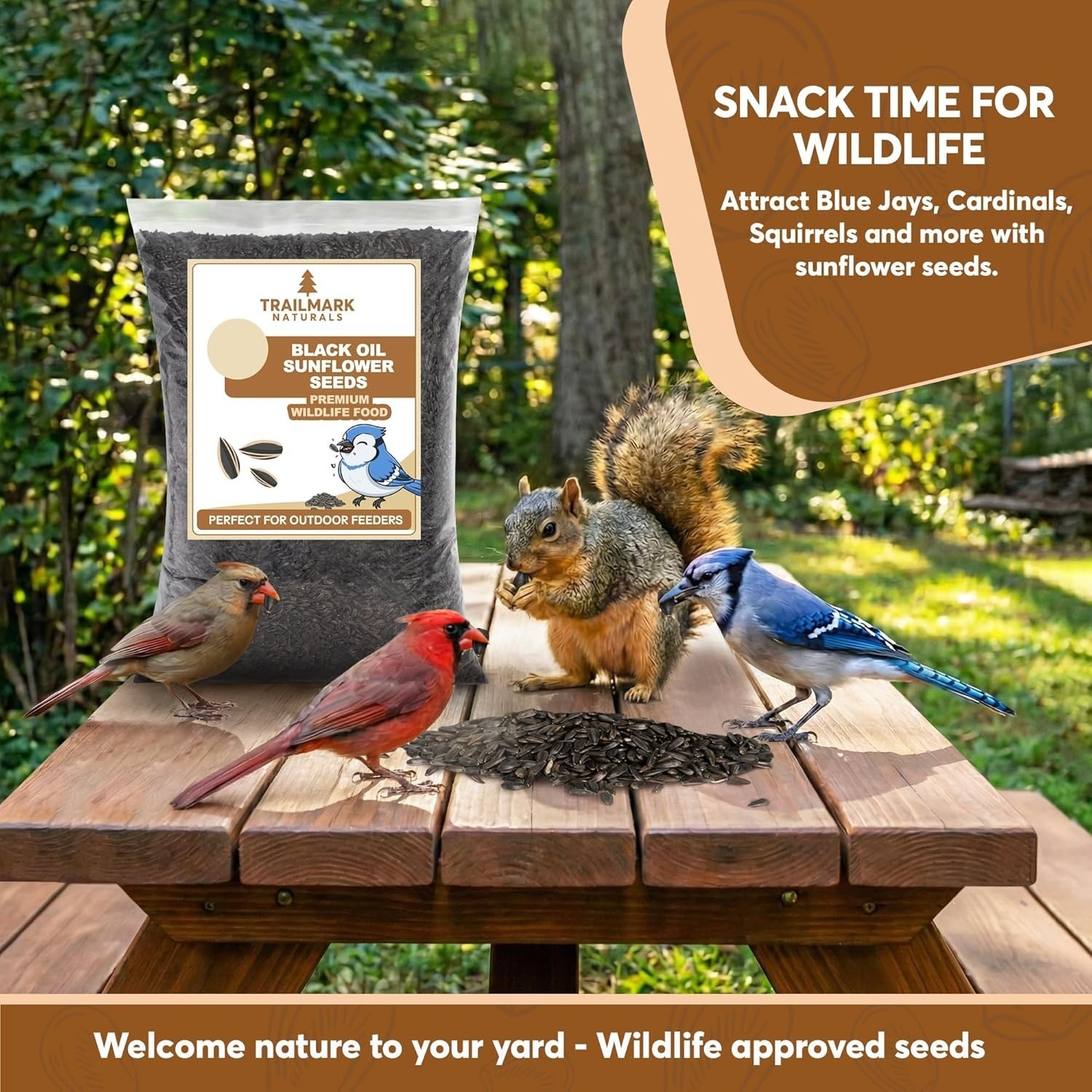 3 LB Black Oil Sunflower Seeds for Birds – Wildlife & Bird Food – Grown in …