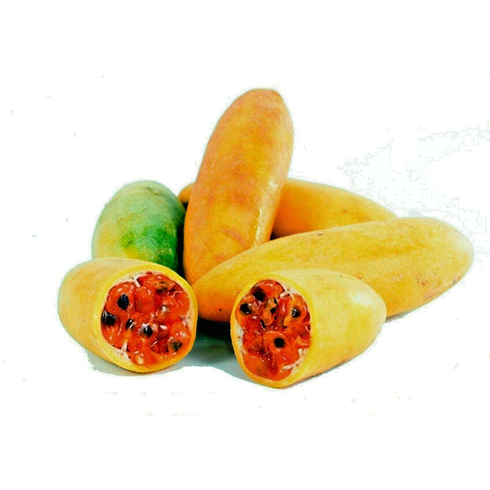 10 BANANA PASSIONFRUIT SEEDS (Passiflora Mollissima) Fast Flower Vine Plant RARE