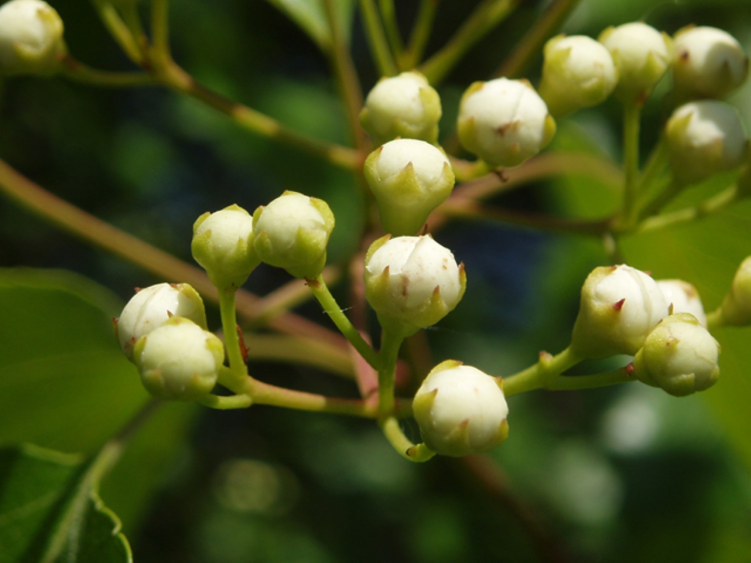 24-30″ tall Washington hawthorn 2-3 year old (Crataegus phaenopyrum) plant