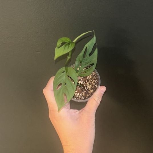Monstera obliqua