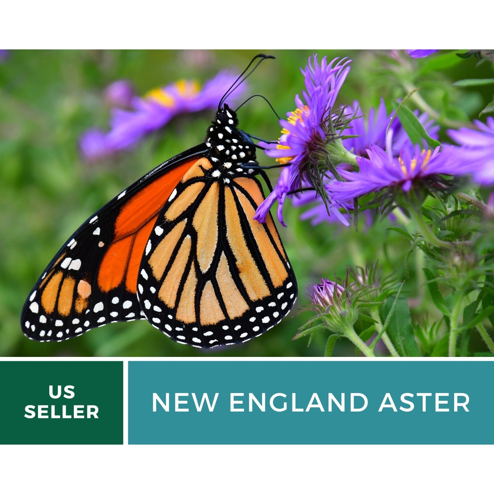 Aster, New England – 200 Seeds – Easy to Grow (Aster novae-angliae)