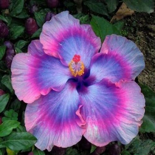 20 Pink Blue Hibiscus Seeds Bloom Tropical Perennial Flower Seed
