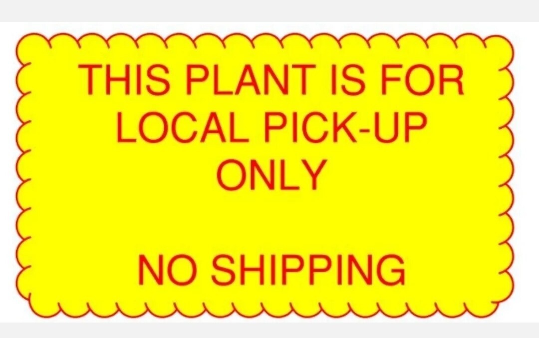 Old Japanese Flowering Quince ( Toyo- Nishiki -Quince ) Bonsai Tree,,, SALE