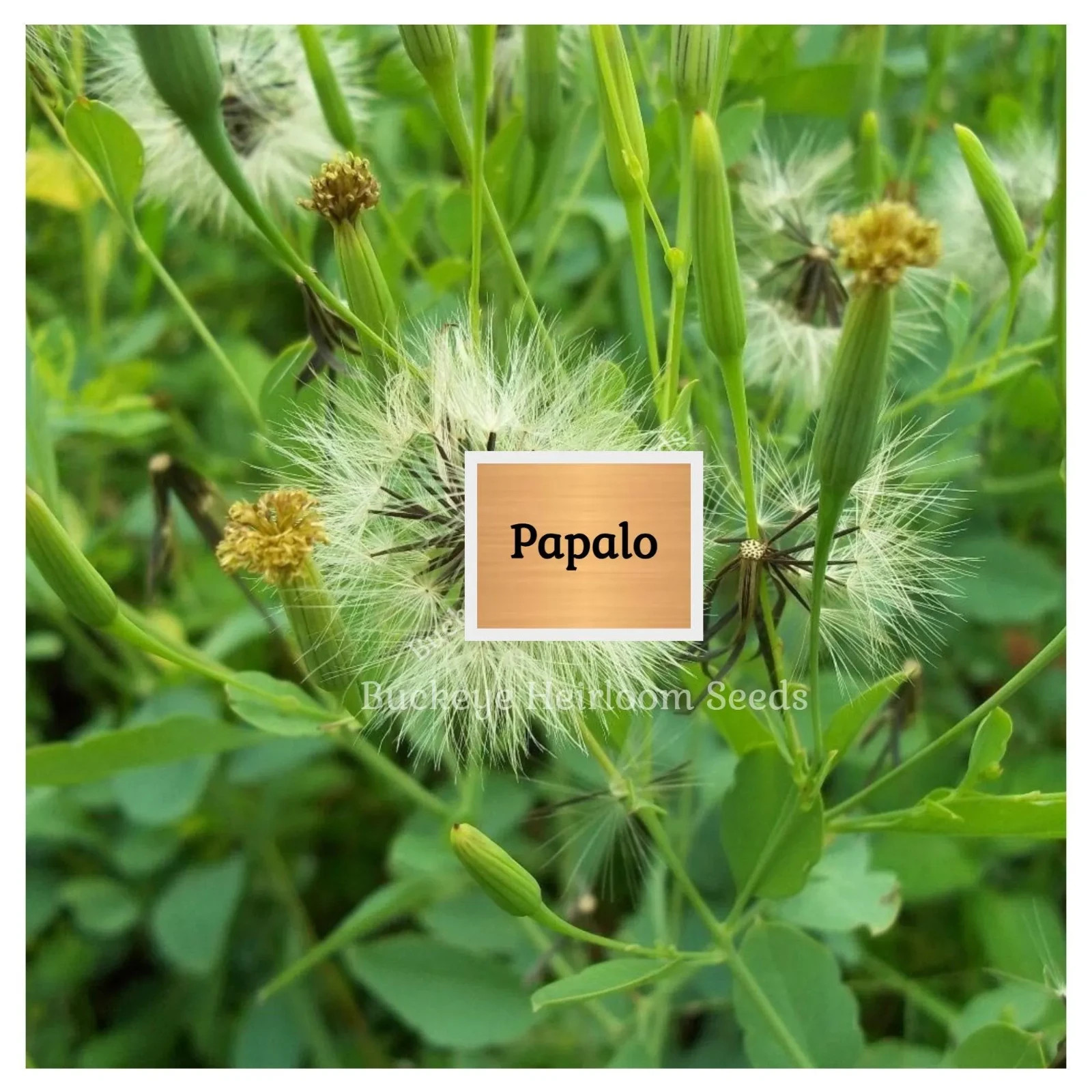 Papalo | 400 Seeds | Leaves used in Salsa | Salads | (Porophyllum ruderale