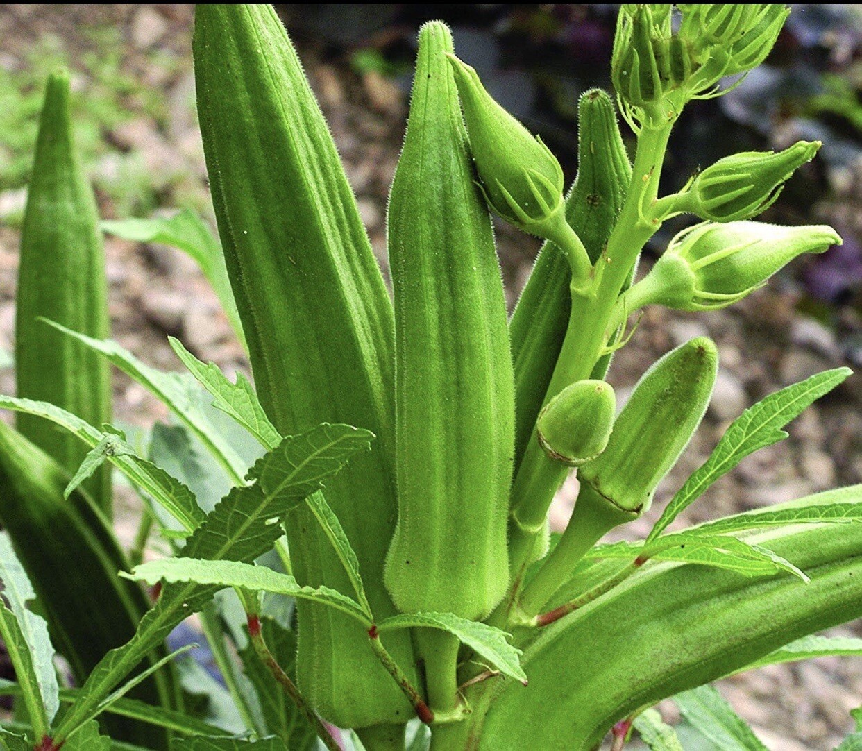 1000+ SEEDS Okra Clemson Spineless | NON-GMO