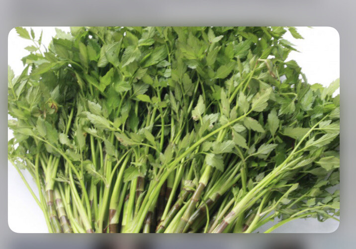 Water Dropwort Minari Japanese Parsley Water Celery Rau cần nước 10+ Bare Roots