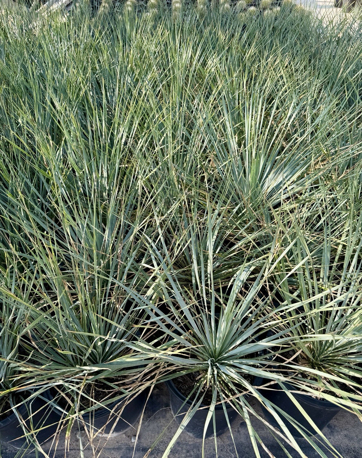 BLUE BIG BEND YUCCA ROSTRATA HARDY SUCCULENT LIVE PLANT BARE ROOT 18”-20” Tall