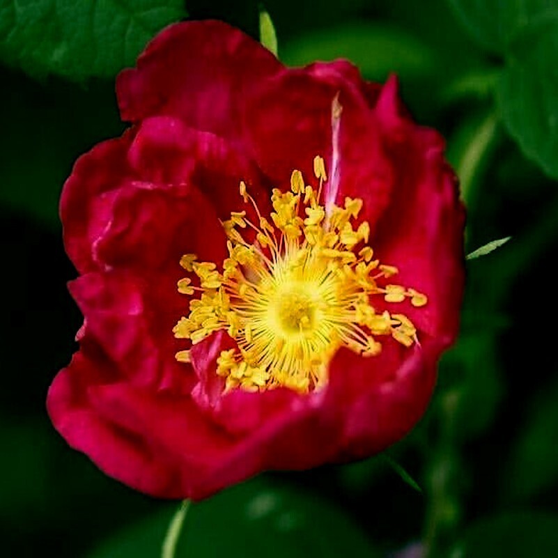 JAPANESE RED ROSE BUSH FLOWER SEEDS Rosa Rugosa Rubra Garden Hardy Flower Plant