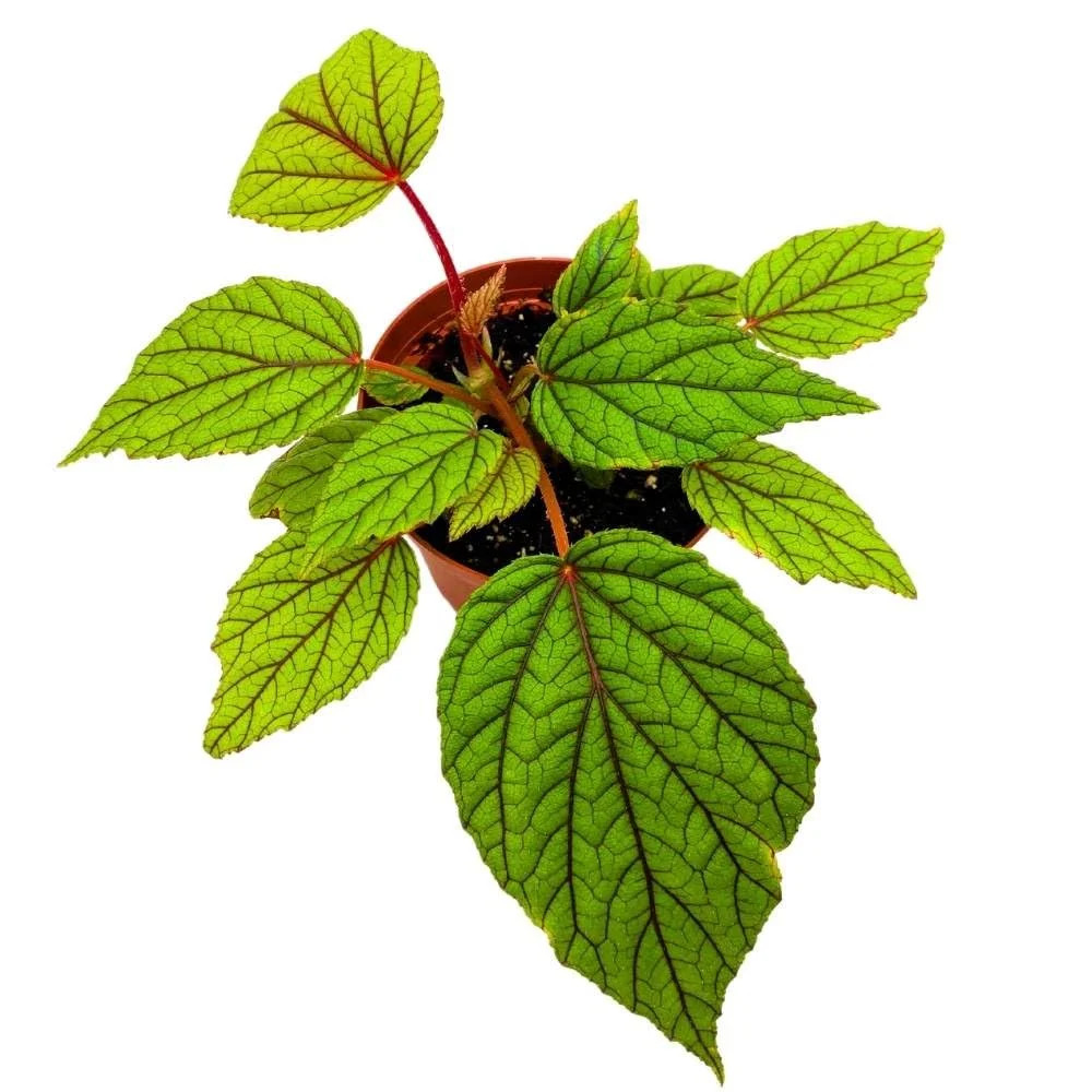 Begonia Abdullahpieei, 4 Inch Green Rare Rhizomatous Rhizo Red Stem Veins