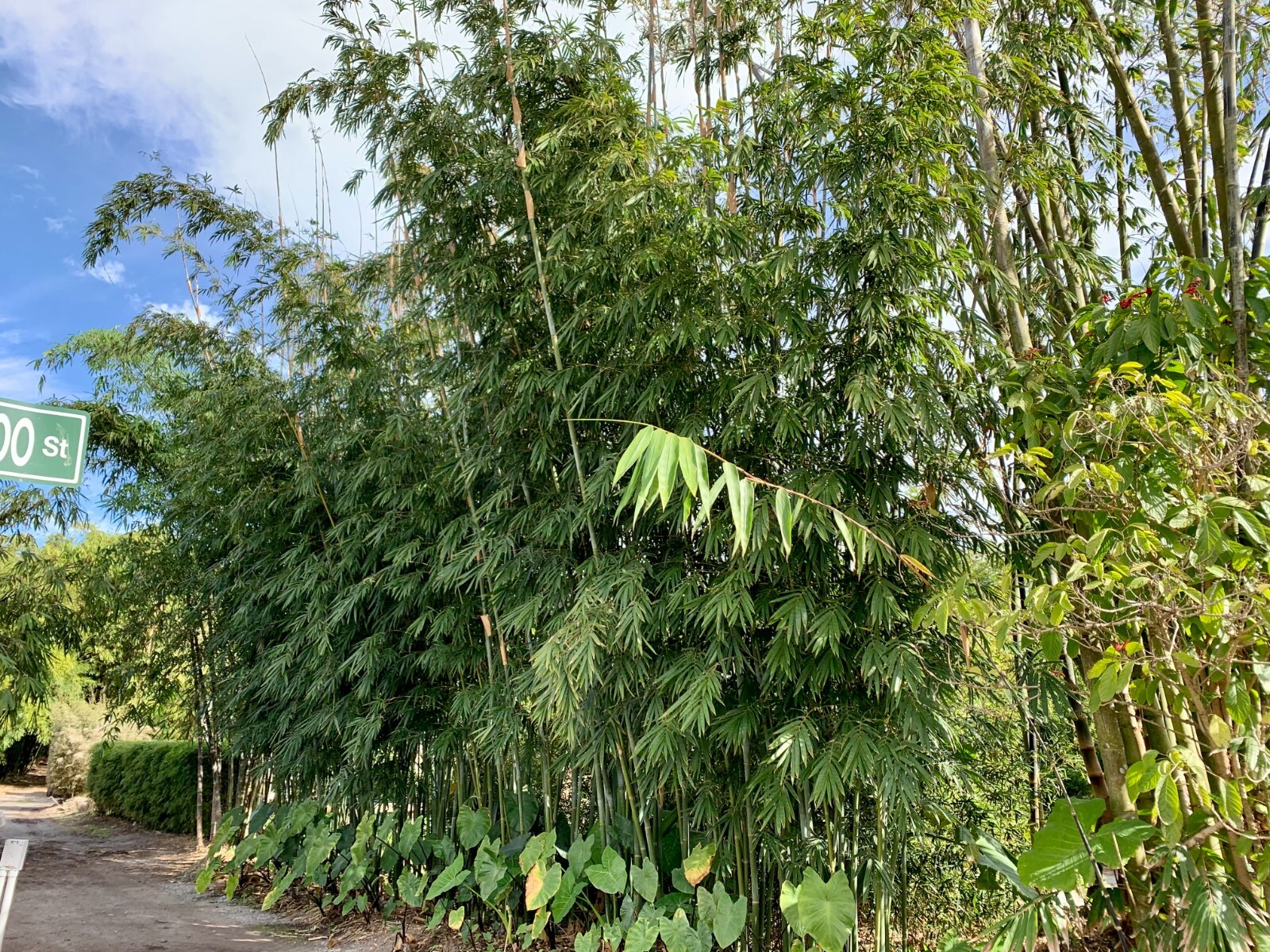 Emerald Bamboo- Bambusa textilis mutabilis **NON-INVASIVE, CLUMPING**