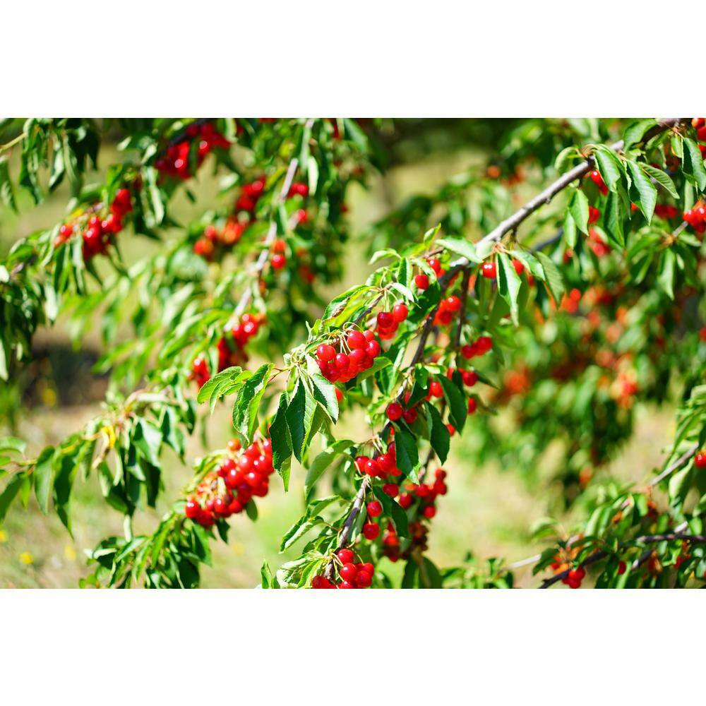 3 Ft. – 4 Ft. Tall Bare-Root Montmorency Pie Cherry Tree