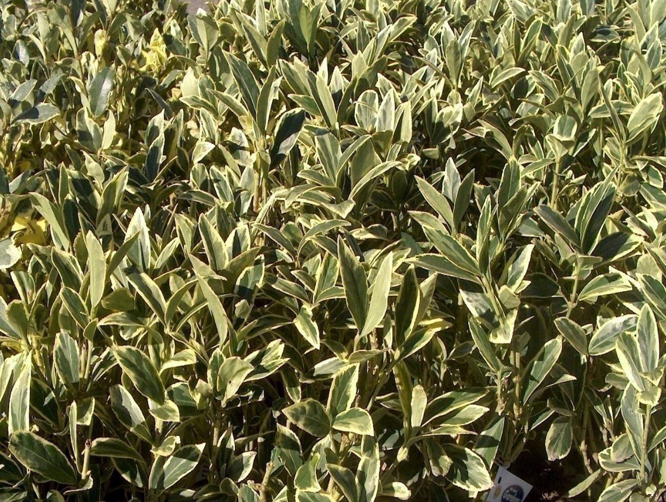 Ligustrum Japonicum Jack Frost Privet | Live Plants | Variegated Evergreen