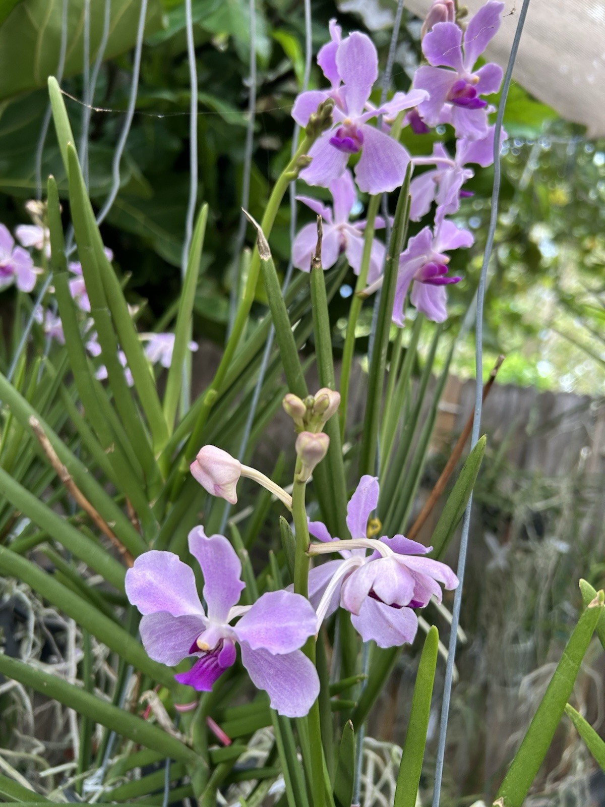 Vanda Bleu Claire Semi Terete Vanda Sun Loving Orchid