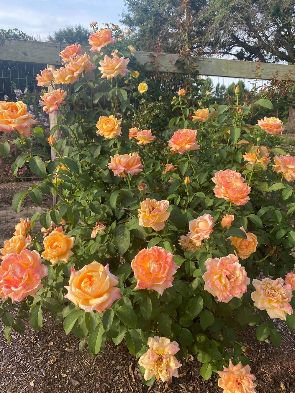 Maui Sunrise Rose Hybrid Tea Exceptionally Fragrant Striking Huge Blooms!!!