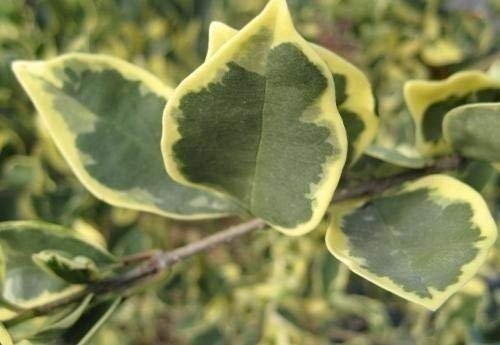 Ligustrum Japonicum Jack Frost Privet | Live Plants | Variegated Evergreen