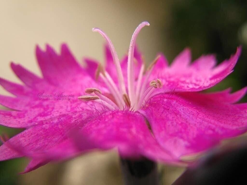 Dianthus Firewitch | 2 Inch | Dianthus gratianopolitanus | Low Maintenance Plant