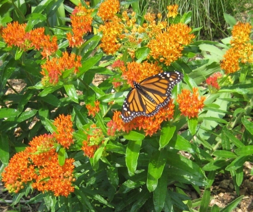 Butterfly weed 200 seeds Asclepias tuberosa native orange milkweed Monarchs