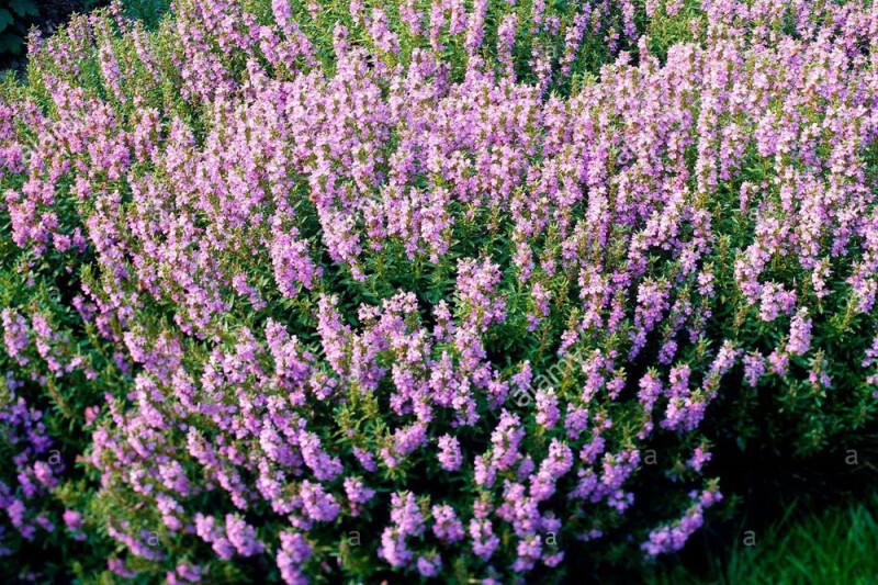 NECTAR ROSE HYSSOPUS HERB PERENNIAL 500 SEEDS