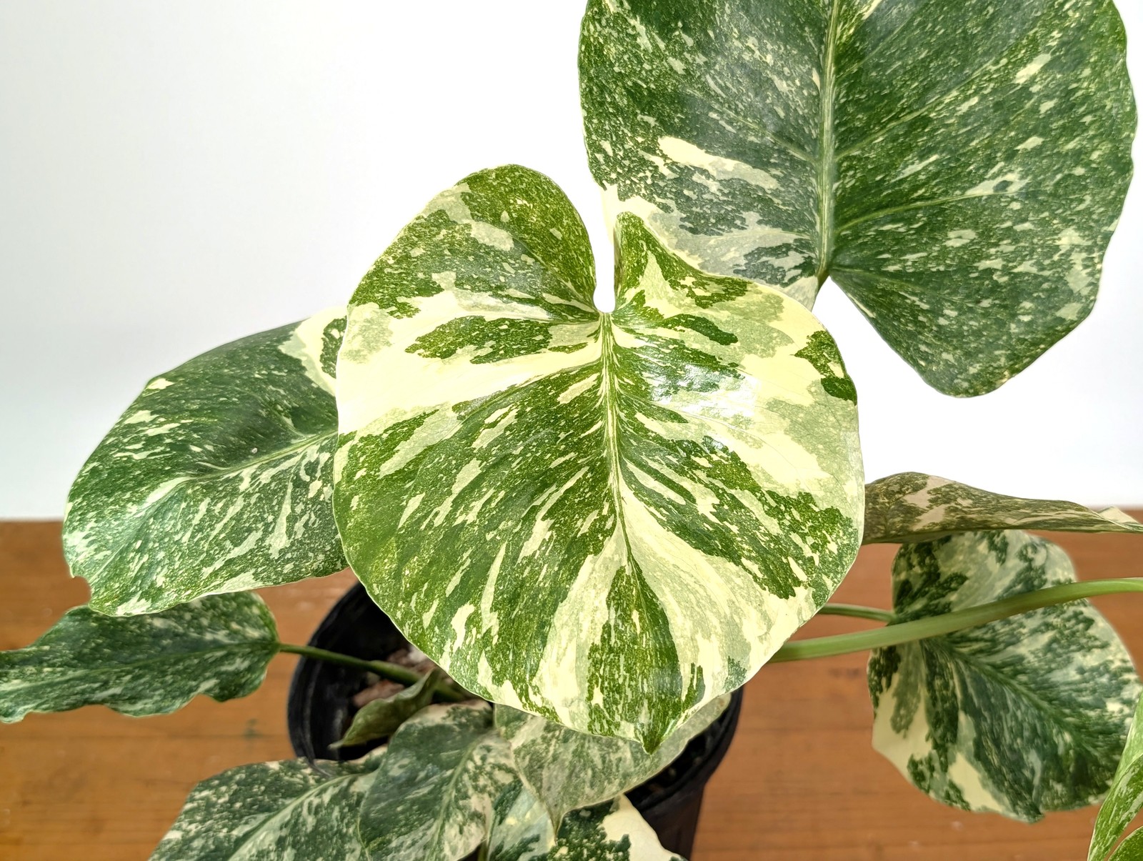 Monstera ‘Blizzard’ Variegated w/ 4 Growth Points – Exact Plant #25A – 1 gallon