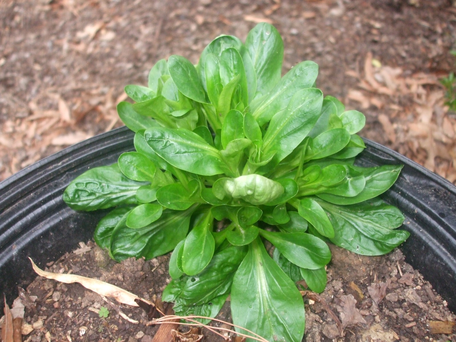 200 seeds of Corn Salad / Mâche – organic – perfect for winter or spring growing