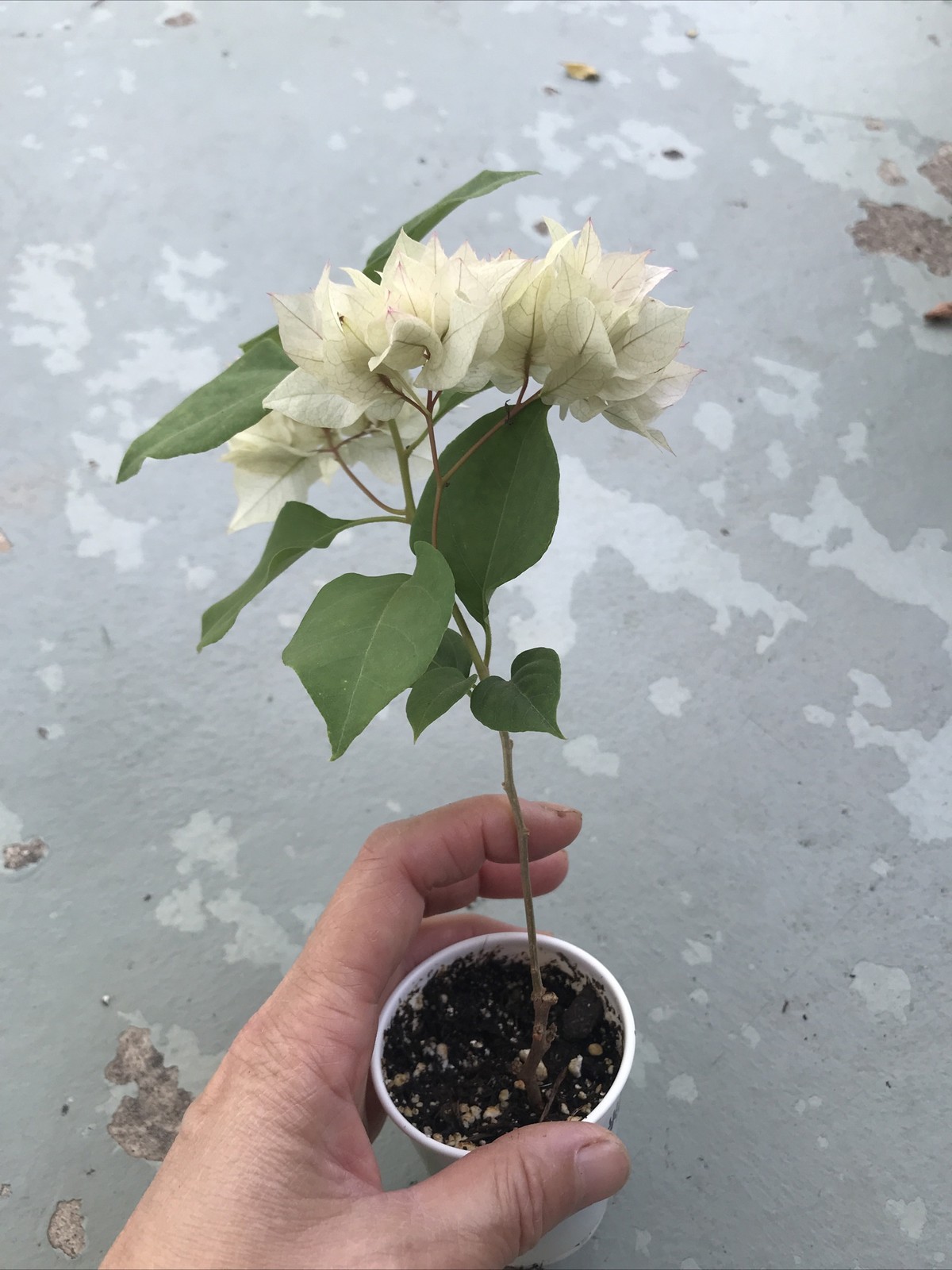 Bougainvillea live plant Double Pink