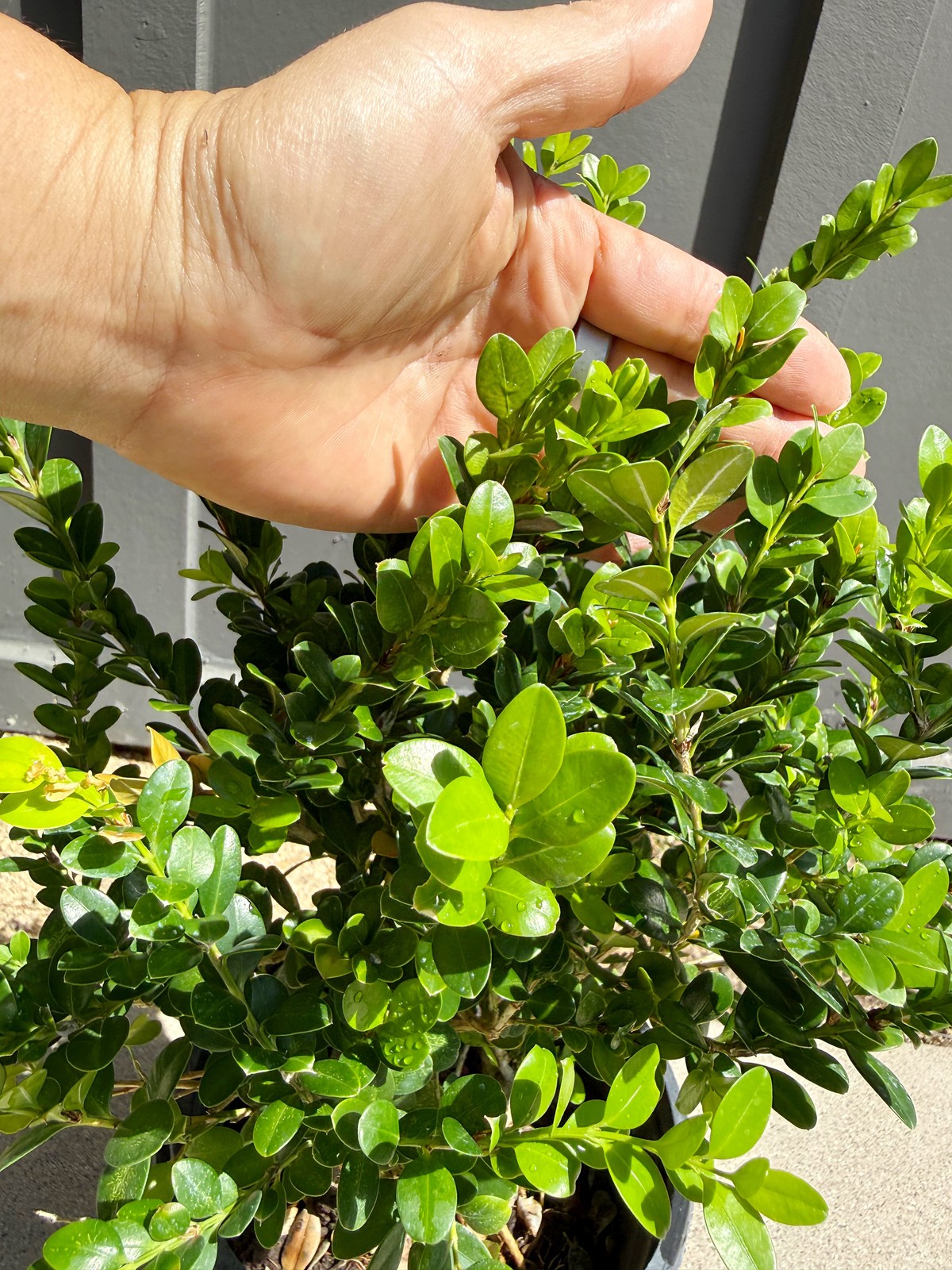 Green Beauty Boxwood, 1 Gallon Pot, Evergreen Hedge Shrub