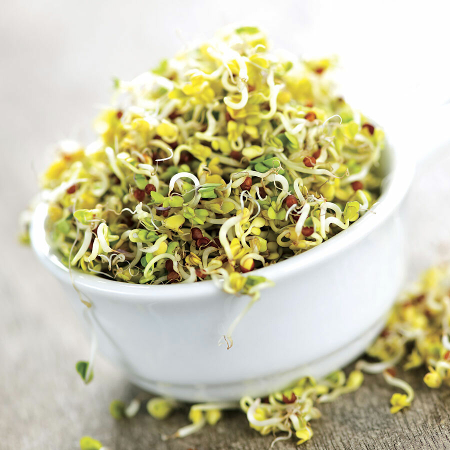 ORGANIC ALFALFA SPROUTING SEED 2lb GROW SPROUT, COVER CROP USA GROWN Fresh Clean
