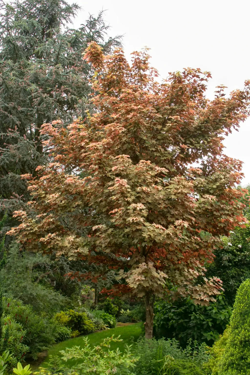 Esk Sunset Maple Tree